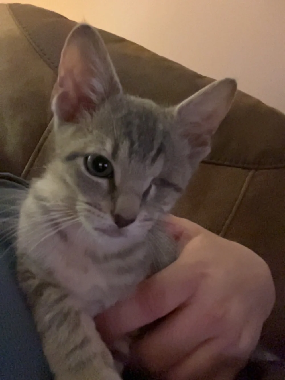 Cat Care - All Proceeds Go To Them 🐈⬛ - Picture 4 of 6